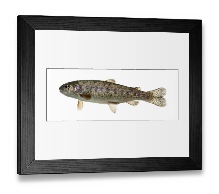 Framed Print : Rainbow trout swimming, isolated on white