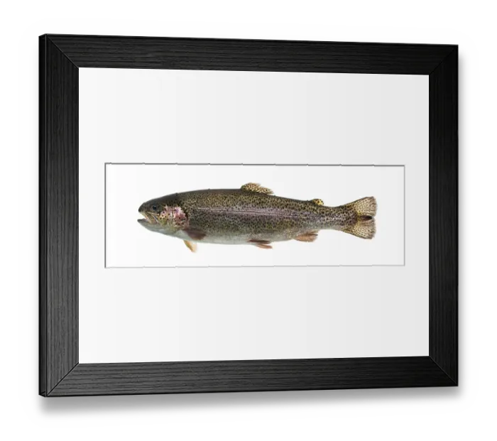 Framed Print : Rainbow trout swimming, isolated on white