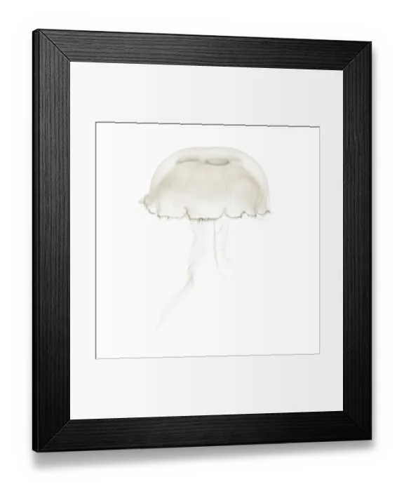 Framed Print : Aurelia aurita also called the common jellyfish against white background Framed Print : Aurelia aurita also called the common jellyfish against white background