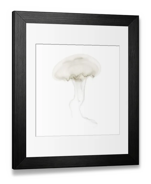 Framed Print : Aurelia aurita also called the common jellyfish against white background
