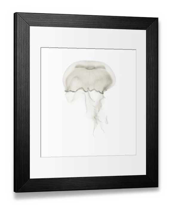 Framed Print : Aurelia aurita also called the common jellyfish against white background