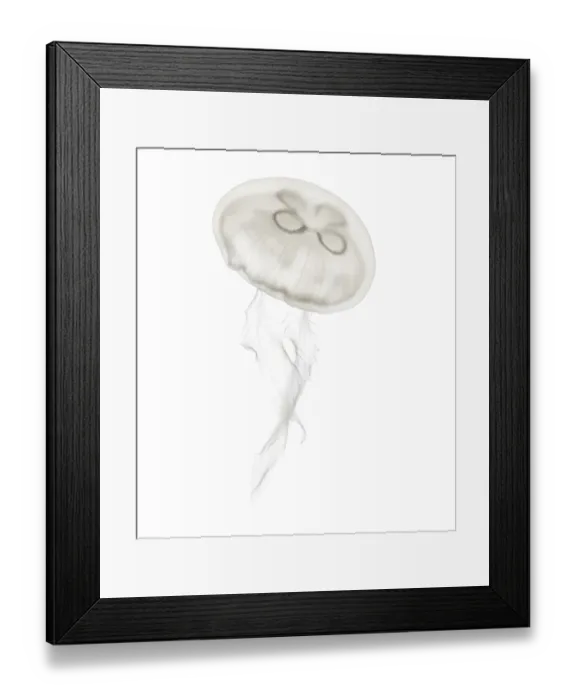 Framed Print : Aurelia aurita also called the common jellyfish against white background