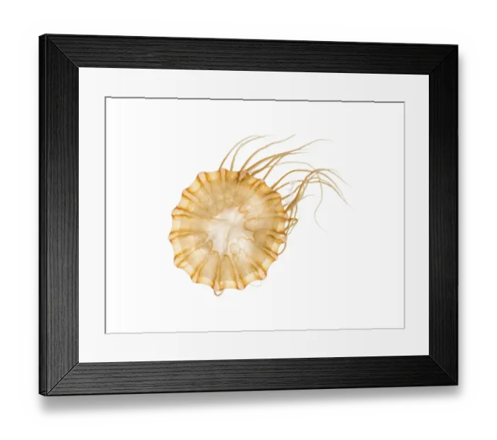 Framed Print : Japanese sea nettle, Chrysaora pacifica Framed Print : Japanese sea nettle, Chrysaora pacifica