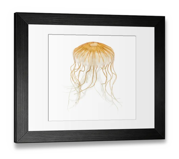 Framed Print : Japanese sea nettle, Chrysaora pacifica