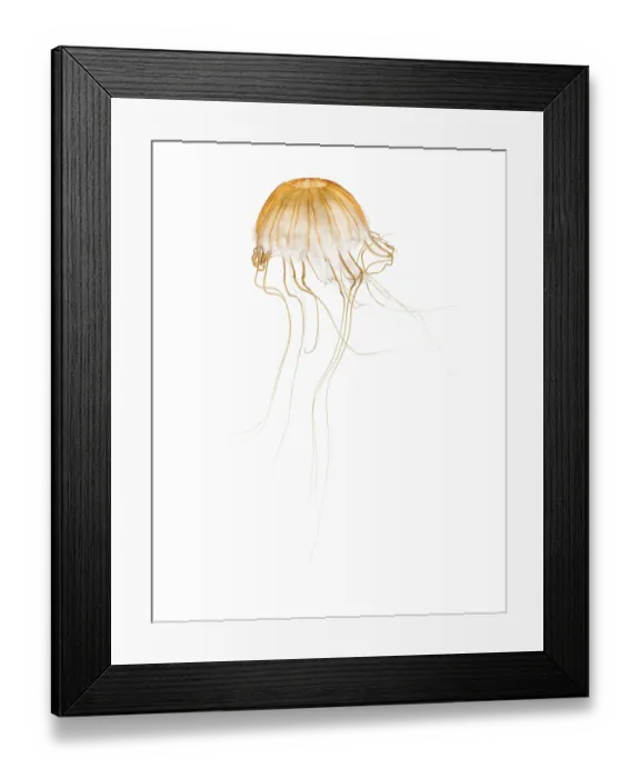 Framed Print : Japanese sea nettle, Chrysaora pacifica