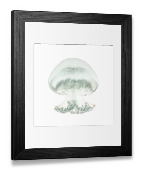 Framed Print : Cannonball jellyfish or cabbagehead jellyfish