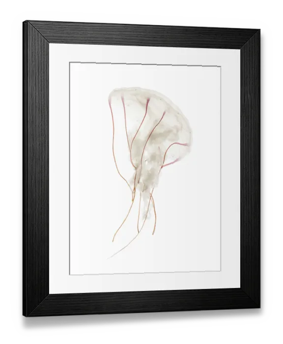 Framed Print : Purple-striped jellyfish, Chrysaora colorata Framed Print : Purple-striped jellyfish, Chrysaora colorata
