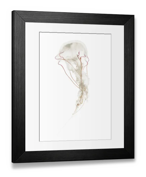 Framed Print : Purple-striped jellyfish, Chrysaora colorata