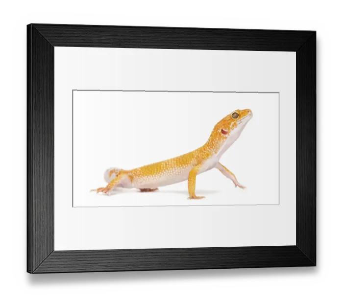 Framed Print : Leopard gecko standing, isolated on white Framed Print : Leopard gecko standing, isolated on white