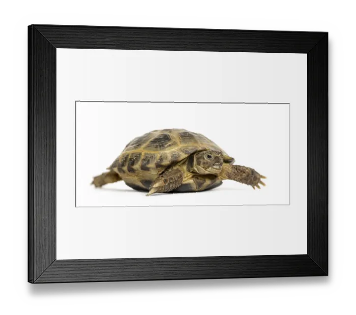 Framed Print : Turtle walking, isolated on white