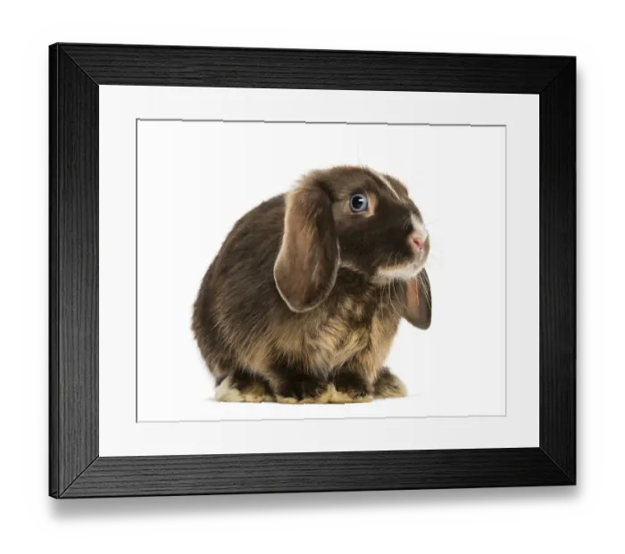 Framed Print : Mini lop rabbit standing, isolated on white Framed Print : Mini lop rabbit standing, isolated on white