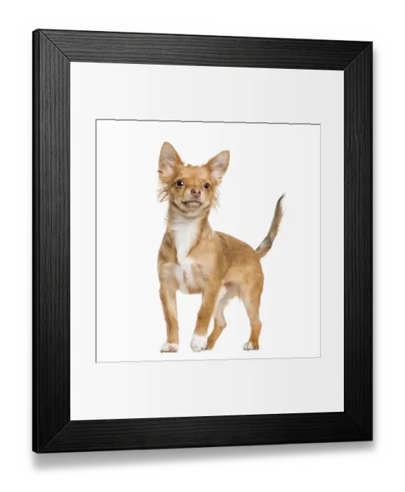 Framed Print : Chihuahua standing, isolated on white Framed Print : Chihuahua standing, isolated on white