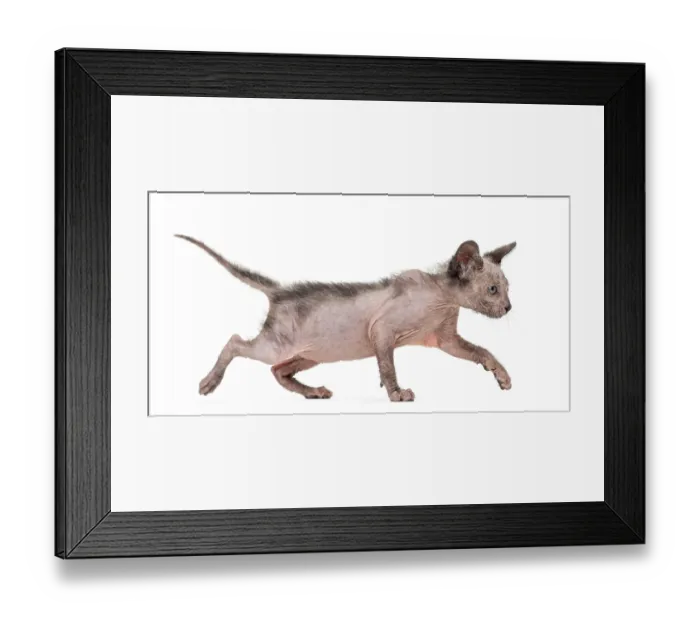 Framed Print : Kitten Lykoi cat, 7 weeks old, also called the Werewolf cat walking against white background