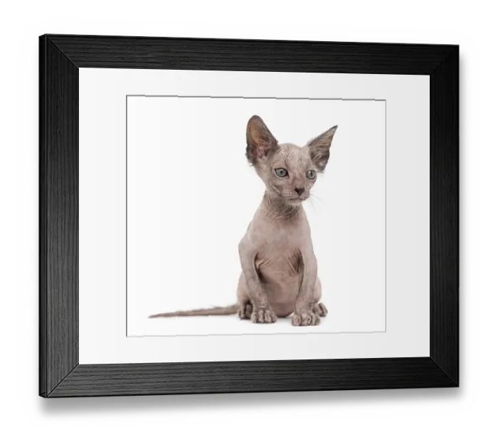 Framed Print : Kitten Lykoi cat, 7 weeks old, also called the Werewolf cat sitting against white background Framed Print : Kitten Lykoi cat, 7 weeks old, also called the Werewolf cat sitting against white background