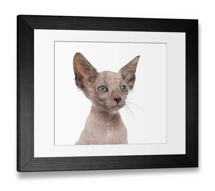 Framed Print : Kitten Lykoi cat, 7 weeks old, also called the Werewolf cat against white background