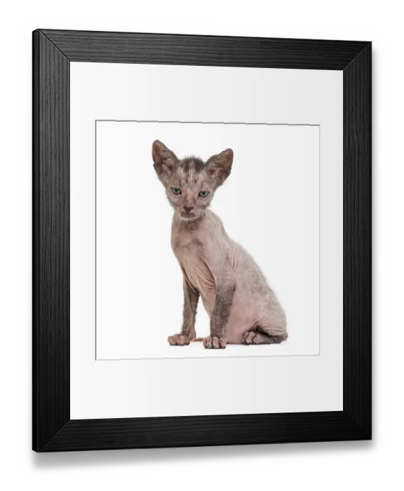Framed Print : Kitten Lykoi cat, 7 weeks old, also called the Werewolf cat against white background