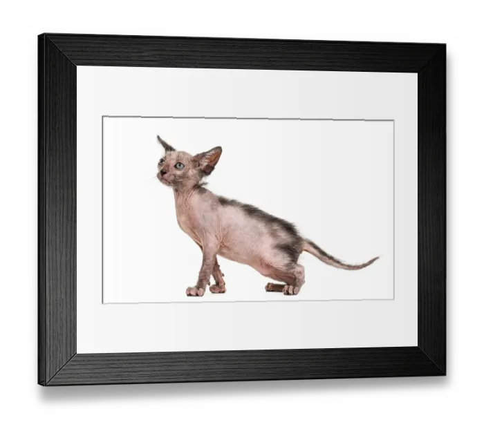 Framed Print : Kitten Lykoi cat, 7 weeks old, also called the Werewolf cat against white background Framed Print : Kitten Lykoi cat, 7 weeks old, also called the Werewolf cat against white background