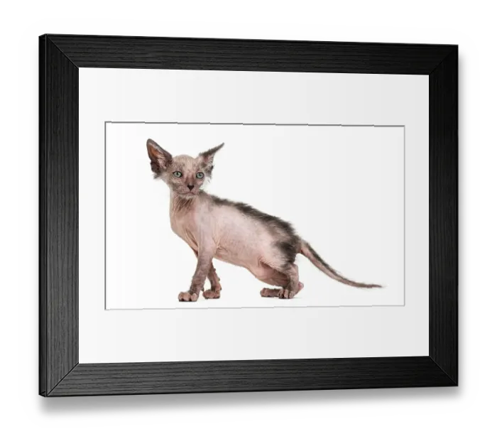 Framed Print : Kitten Lykoi cat, 7 weeks old, also called the Werewolf cat against white background Framed Print : Kitten Lykoi cat, 7 weeks old, also called the Werewolf cat against white background
