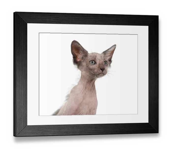 Framed Print : Kitten Lykoi cat, 7 weeks old, also called the Werewolf cat against white background Framed Print : Kitten Lykoi cat, 7 weeks old, also called the Werewolf cat against white background