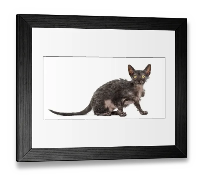 Framed Print : Kitten Lykoi cat, 3 months old Framed Print : Kitten Lykoi cat, 3 months old