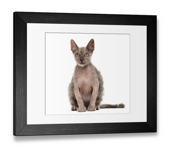 Framed Print : Kitten Lykoi cat, 3 months old Framed Print : Kitten Lykoi cat, 3 months old