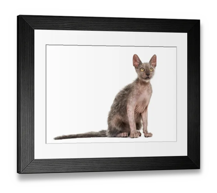 Framed Print : Kitten Lykoi cat, 3 months old Framed Print : Kitten Lykoi cat, 3 months old
