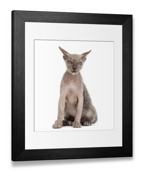 Framed Print : Kitten Lykoi cat, 3 months old