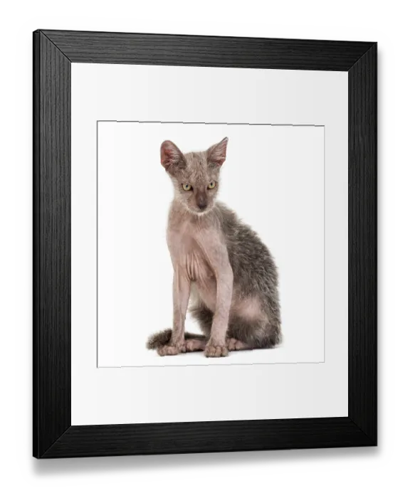Framed Print : Kitten Lykoi cat, 3 months old Framed Print : Kitten Lykoi cat, 3 months old