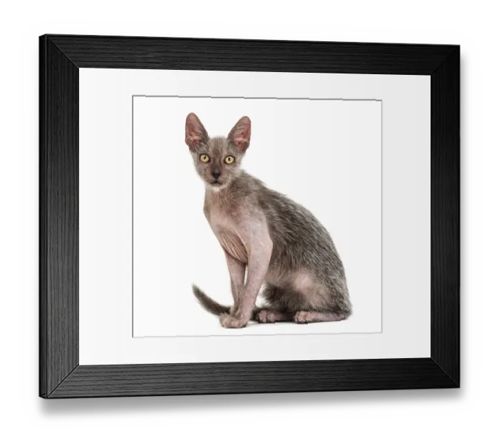 Framed Print : Kitten Lykoi cat, 3 months old