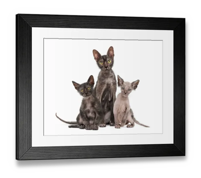 Framed Print : Lykoi cat, 7 months old, also called the Werewolf cat against white background Framed Print : Lykoi cat, 7 months old, also called the Werewolf cat against white background