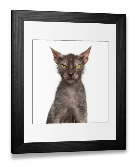 Framed Print : Lykoi cat, also called the Werewolf cat against white background Framed Print : Lykoi cat, also called the Werewolf cat against white background