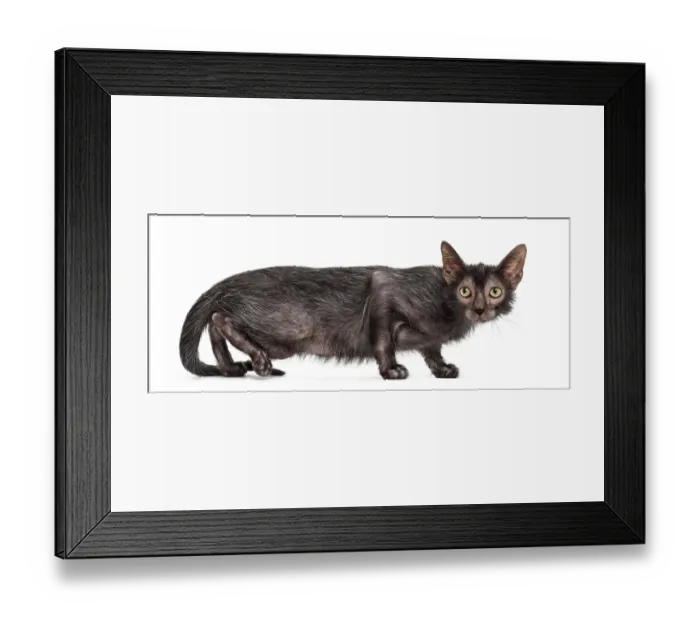 Framed Print : Lykoi cat, also called the Werewolf cat against white background