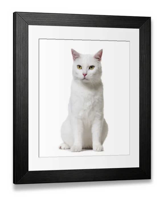 Framed Print : White mixed-breed cat (2 years old)