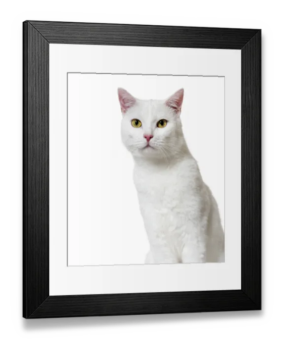 Framed Print : White mixed-breed cat (2 years old) Framed Print : White mixed-breed cat (2 years old)
