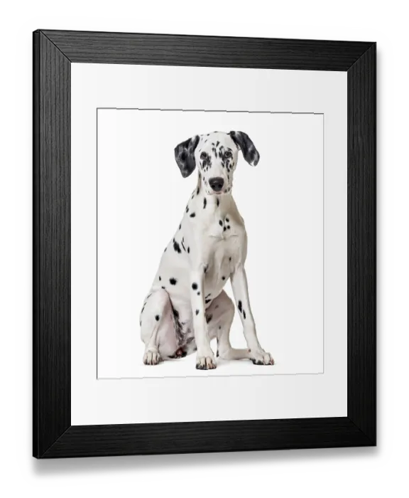 Framed Print : Dalmatian dog, sitting, looking at the camera