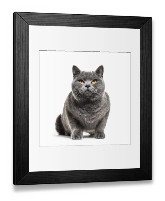 Framed Print : Grey british shorthair cat, isolated on white