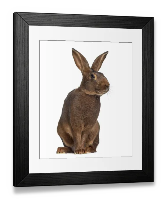 Framed Print : Belgian Hare isolated on white