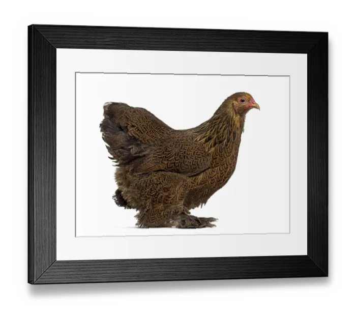 Framed Print : Side view of a Brahma hen isolated on white