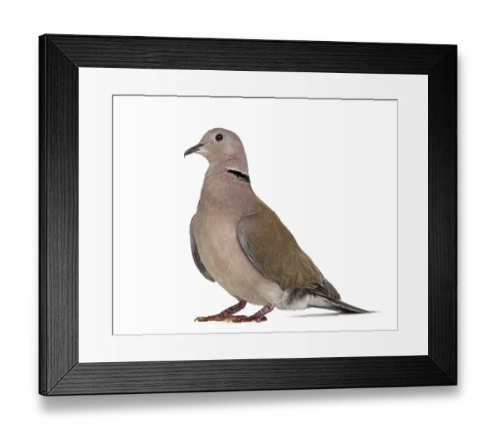 Framed Print : Side view of an African collared dove isolated on white Framed Print : Side view of an African collared dove isolated on white