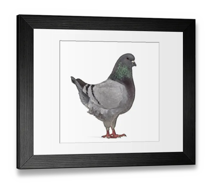 Framed Print : Side view of a King Pigeon isolated on white