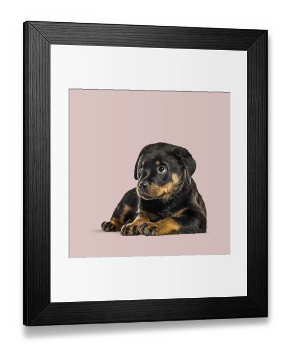 Framed Print : Cute rottweiler puppy lying down on a pink background Framed Print : Cute rottweiler puppy lying down on a pink background