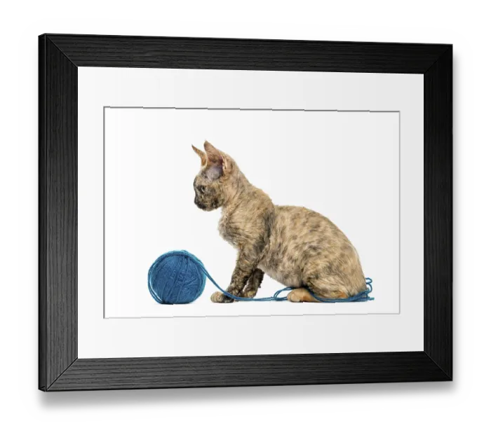 Framed Print : Side view of Devon rex cat playing with a wool ball isolated on white Framed Print : Side view of Devon rex cat playing with a wool ball isolated on white