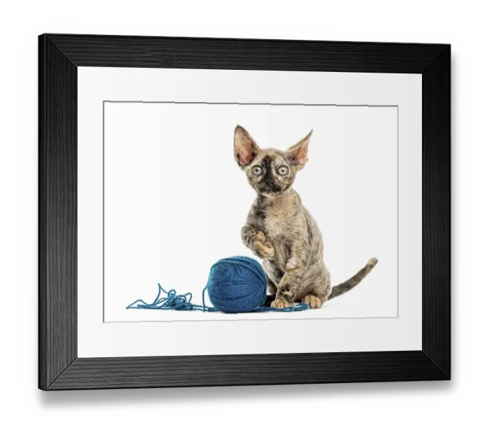 Framed Print : Devon rex cat playing with a wool ball isolated on white Framed Print : Devon rex cat playing with a wool ball isolated on white