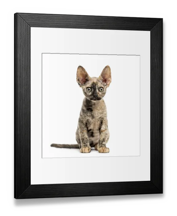 Framed Print : Devon rex cat sitting isolated on white Framed Print : Devon rex cat sitting isolated on white
