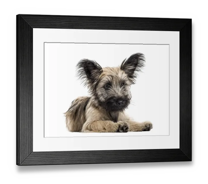 Framed Print : Front view of a Skye Terrier dog lying down isolated on white Framed Print : Front view of a Skye Terrier dog lying down isolated on white