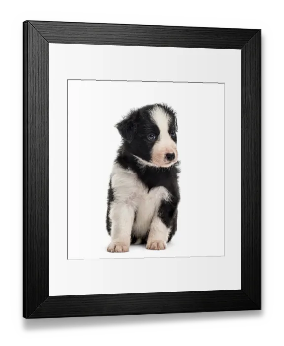 Framed Print : Front view of a 21 days old crossbreed puppy sitting isolated on white Framed Print : Front view of a 21 days old crossbreed puppy sitting isolated on white