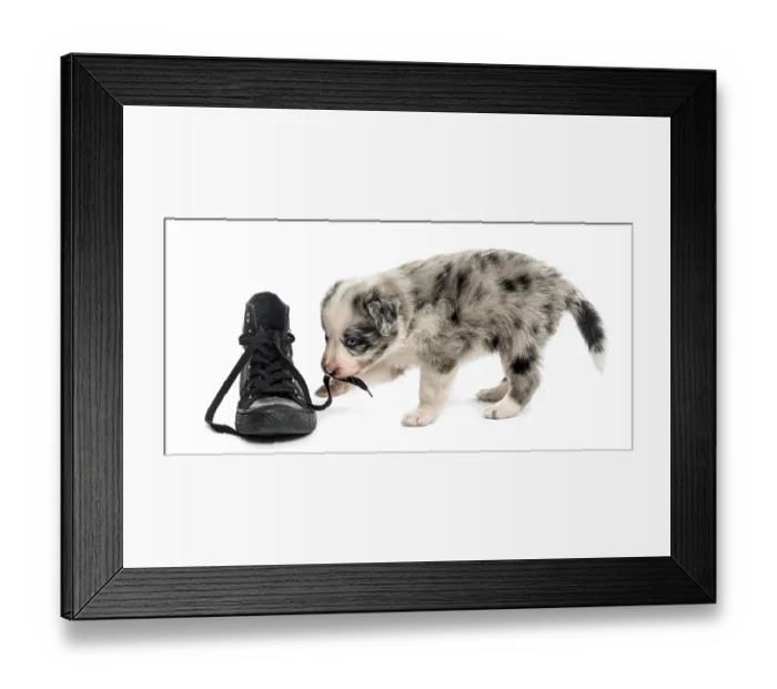 Framed Print : Side view of a crossbreed puppy playing with a shoe isolated on white Framed Print : Side view of a crossbreed puppy playing with a shoe isolated on white
