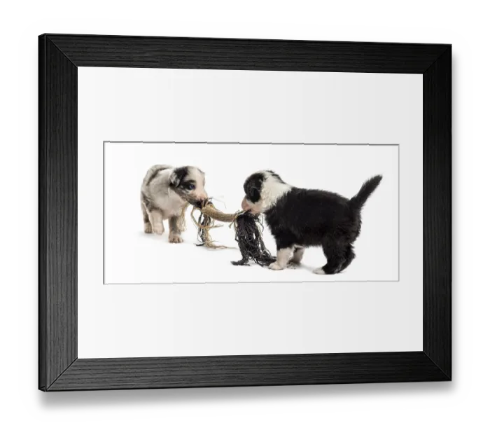 Framed Print : Two crossbreed puppies playing with a rope isolated on white