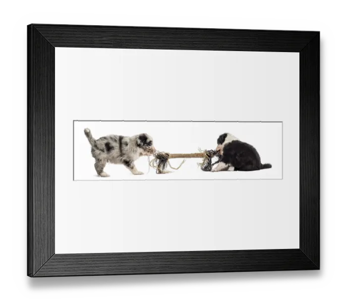 Framed Print : Two crossbreed puppies playing with a rope isolated on white Framed Print : Two crossbreed puppies playing with a rope isolated on white