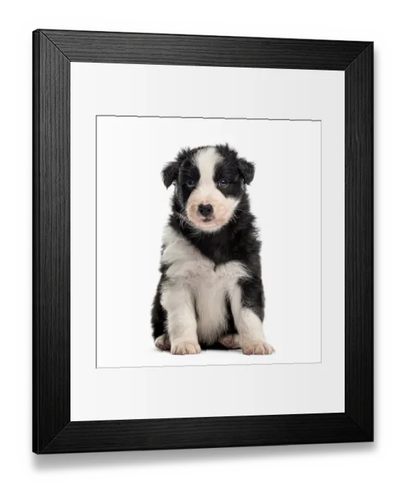 Framed Print : Front view of a crossbreed puppy sitting isolated on white Framed Print : Front view of a crossbreed puppy sitting isolated on white
